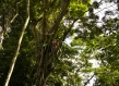 Peruvian forest