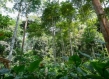 "Central African Forests Forever”: Championing Sustainability Solutions in the Congo Basin