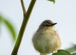 Little bird on a branch