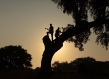 Cork harvesters on a tree